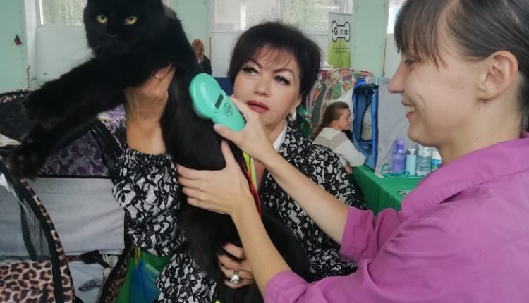 котоград 1