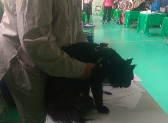 котоград