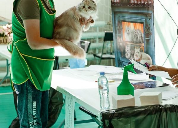котоград 8