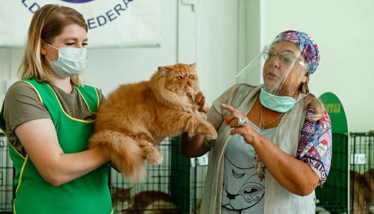 котоград 9