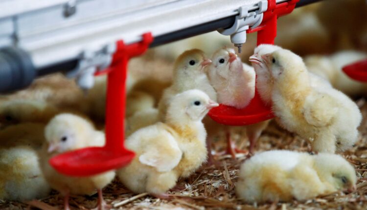 FILE PHOTO: Chicks are seen at a poultry farm in Pruille-le-Chetif