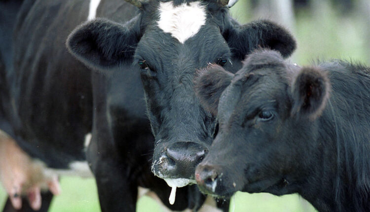 A Holland cow and her calf stand drooling from foot-and-mouth disease on Las Casualinas Ranch locate..